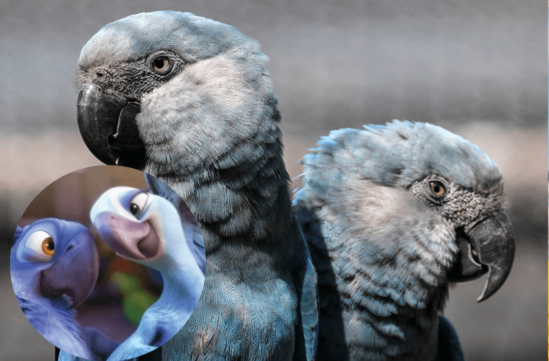 Brasil: Virus letal amenaza al guacamayo de ‘Rio’